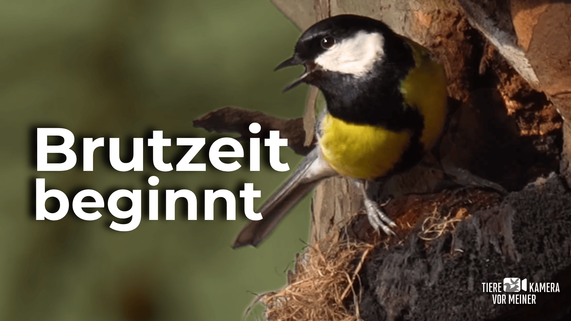 Vögel im Frühling – Wie der Frühling das Leben der Vögel verändert